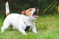 An image of a dog wearing a bark collar.