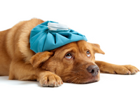 A puppy that is sick with a mysterious dog illness.