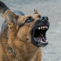 Reduce Your Dog's Nuisance Barking Please