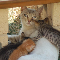 Should you spay and neuter? The answer is always YES!