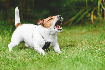 Outdoor Barking Problems? The Best Anti Bark Devices for Backyards & Large Properties