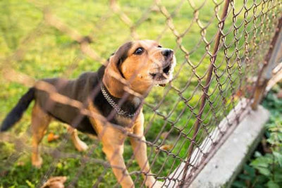 The Multi-Dog Household Paradox: How to Train One Chronic Barker Without Distracting the Rest