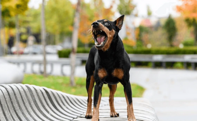 How to Stop Your Neighbor’s Dog From Barking (Without the Awkward Conversation)