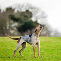 An image of a dog not wearing a collar reflecting bark collar myths.