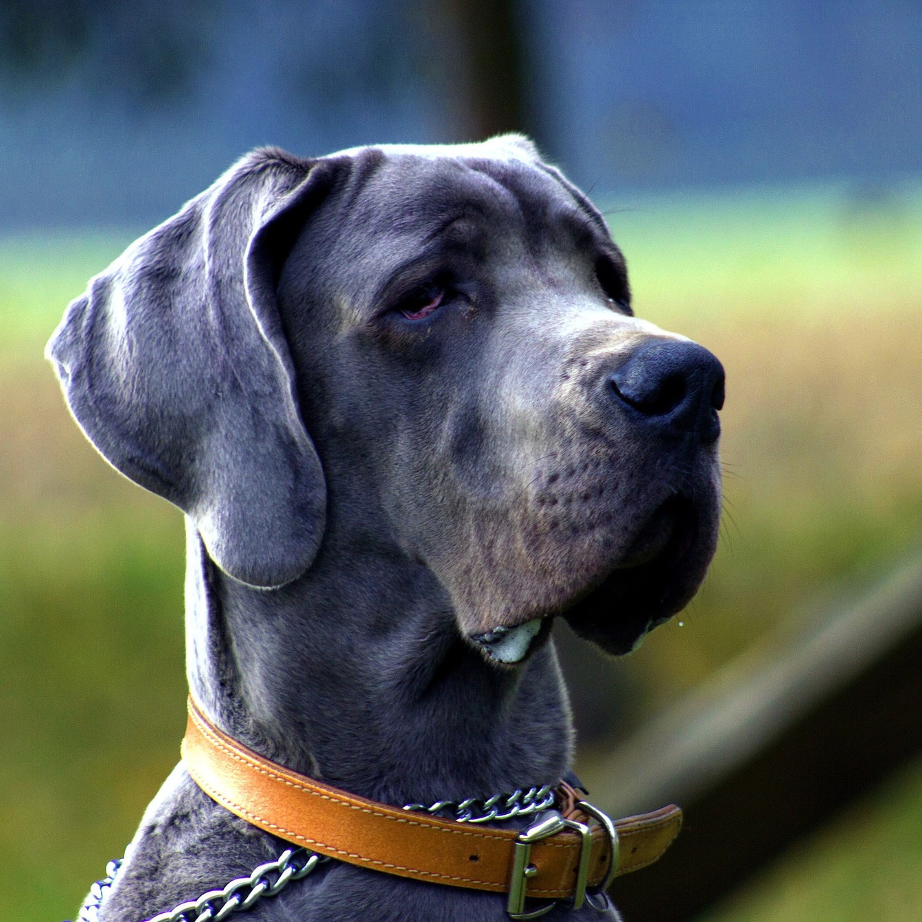 Dog Silencer Max