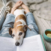 How to help your dog with separation anxiety when returning to work.