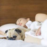 A dog barking in its sleep.