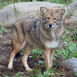 A Coywolf.