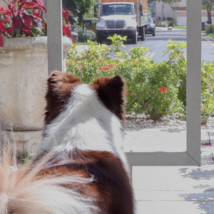 OnGuard: Reduce Barking at the Front Door