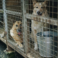 Prevent Animal Cruelty