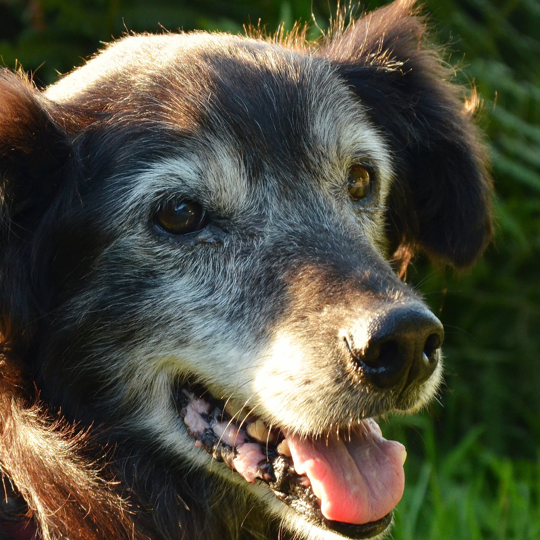 Why Your Senior Dog May Need More Care Than Your Puppy