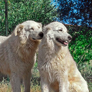 Maremma dogs.