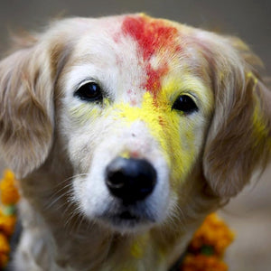 A dog at Kukur Tihar.