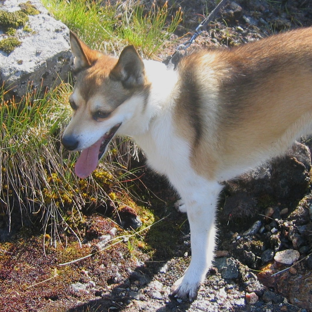 The Norwegian Lundehund.