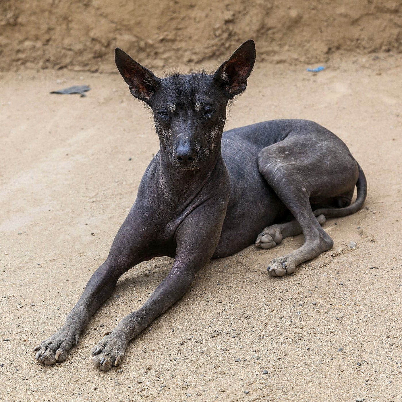 Breed Spotlight: Peruvian Inca Orchid