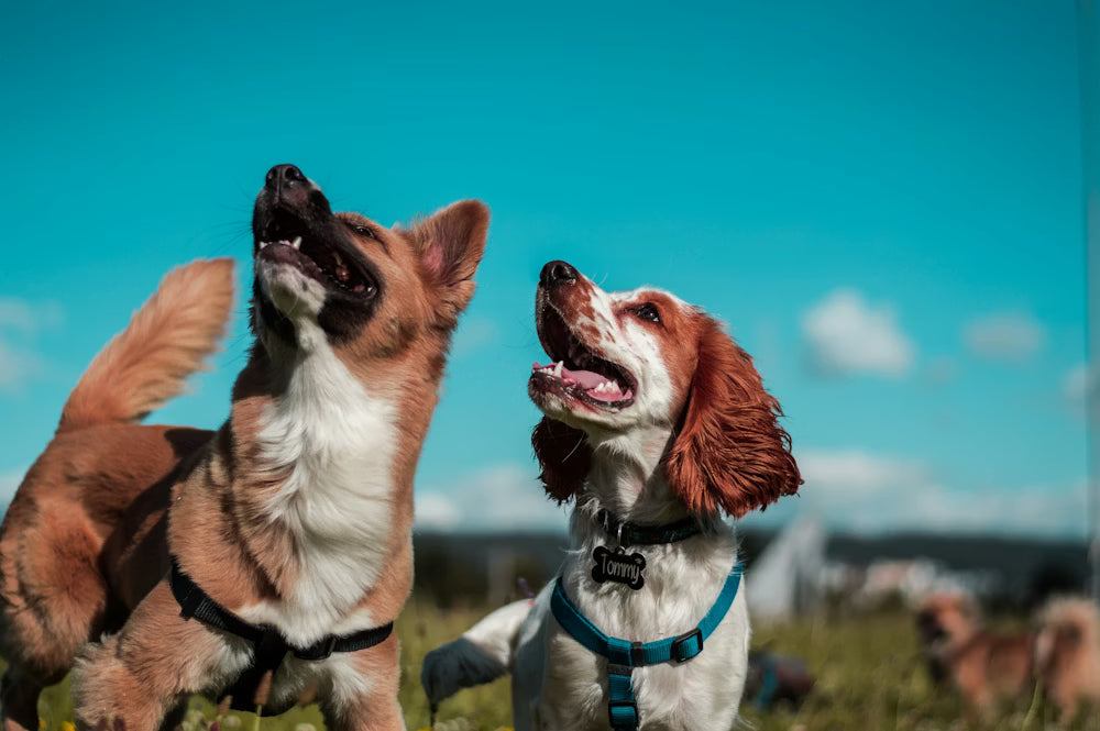 The "Interrupt & Reward" Method: Using Technology for Positive Reinforcement