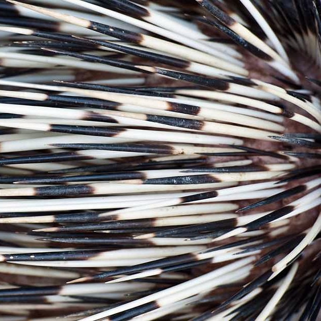 Porcupine quills.