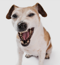 How to Stop Your Dog from Being the Neighborhood DJ