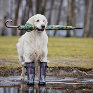 A dog adapting to climate change.