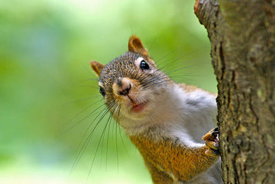 How to Keep Racoons, Skunks, and Squirrels Away - Without Traps or Poison