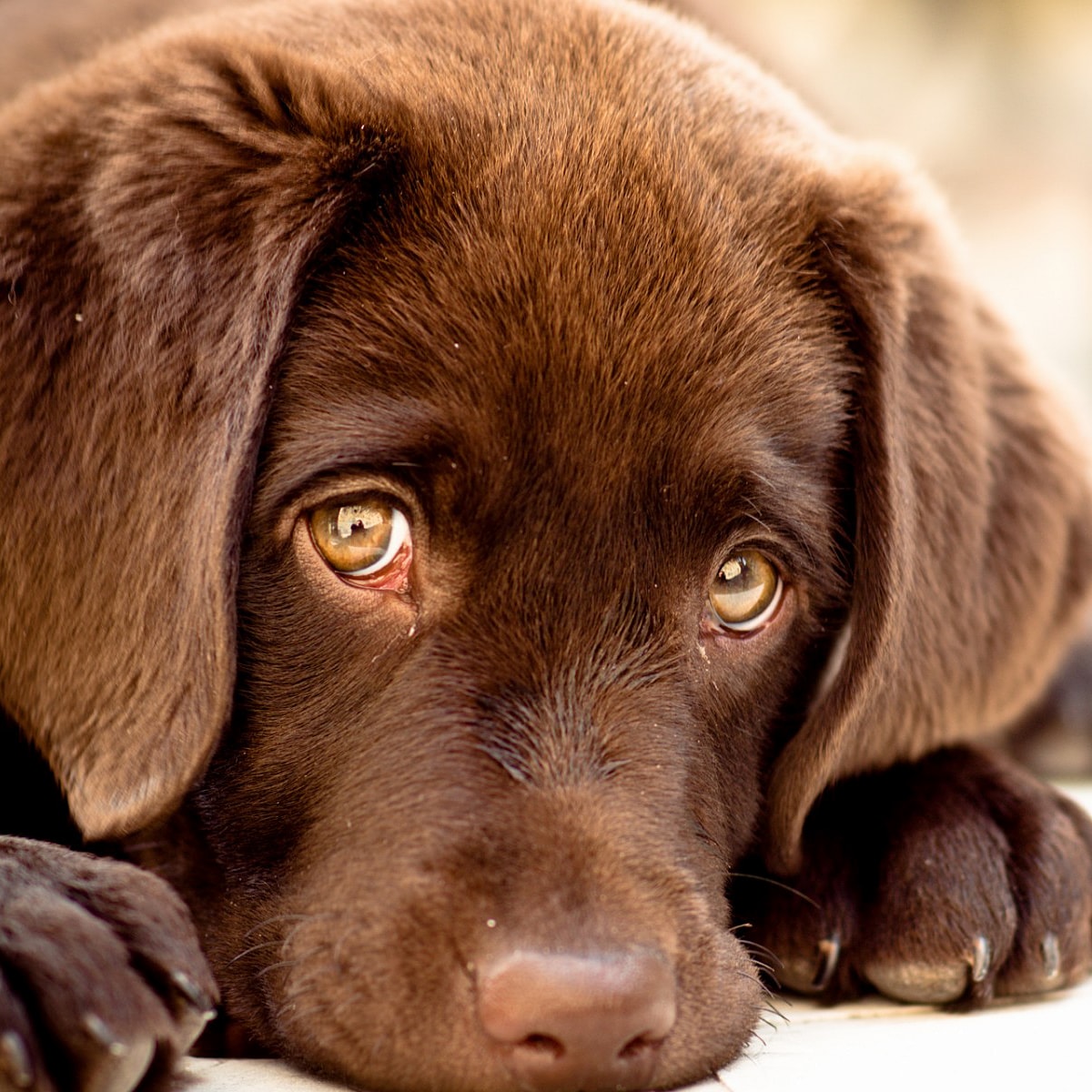 Why are Shock Collars Still Being Used?