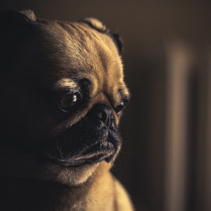 A dog suffering from separation anxiety.