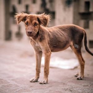 Stray Dogs: a Global Perspective