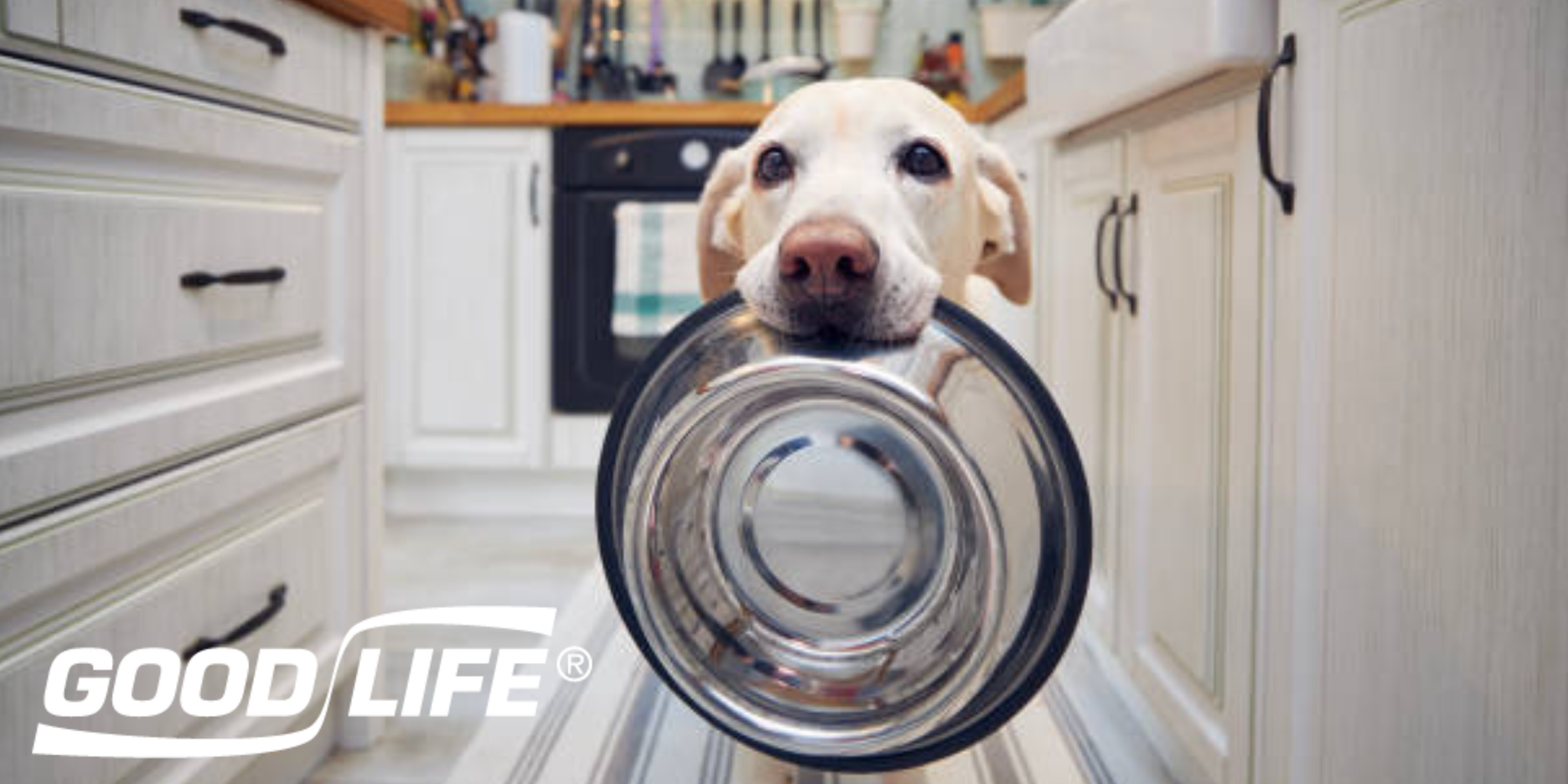 🦃 Why Dogs Shouldn’t Eat Turkey — The Hidden Dangers Behind This “Tasty Treat”