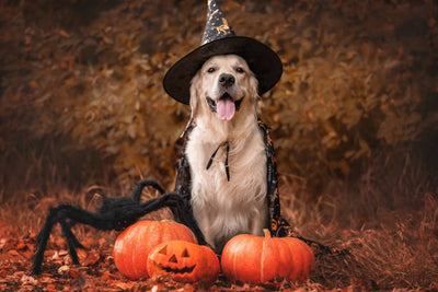 Announcing the Winners of Our 2025 Pawsome Costume Contest!