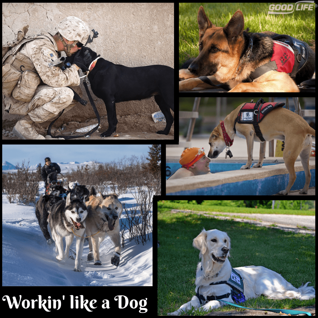 A few service dogs doing their job.