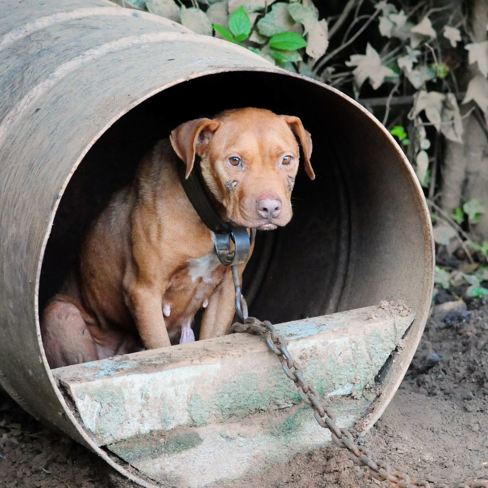 Dog Fighting: Are We in the Dark Ages?