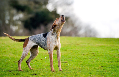 Bark Control Products